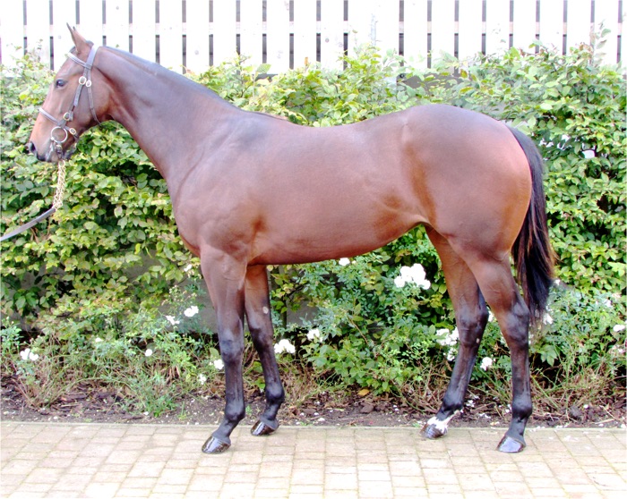 LOT 1295 - Acclamation (GB) / Chincoteague (IRE) B.F.